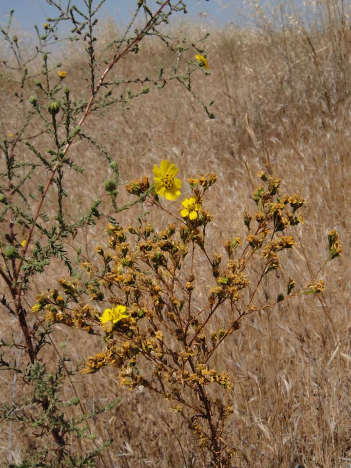 Deinandra paniculata