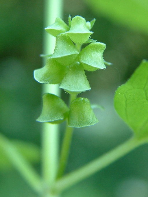 Scutellaria lateriflora Scutellaria lateriflora