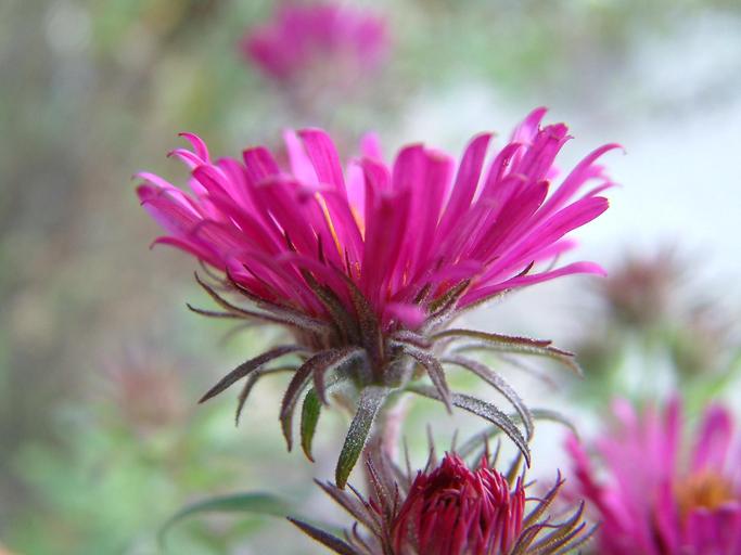 Symphyotrichum novae-angliae