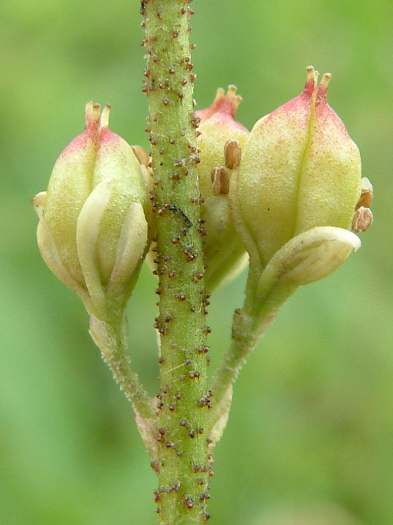 Triantha glutinosa Triantha glutinosa