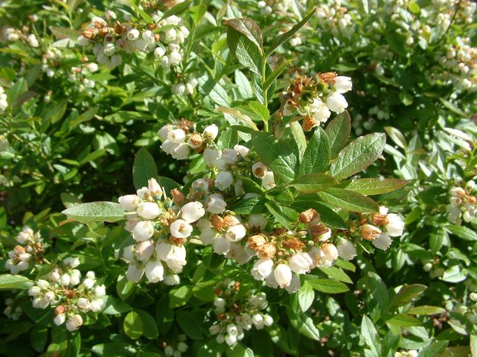 Vaccinium angustifolium