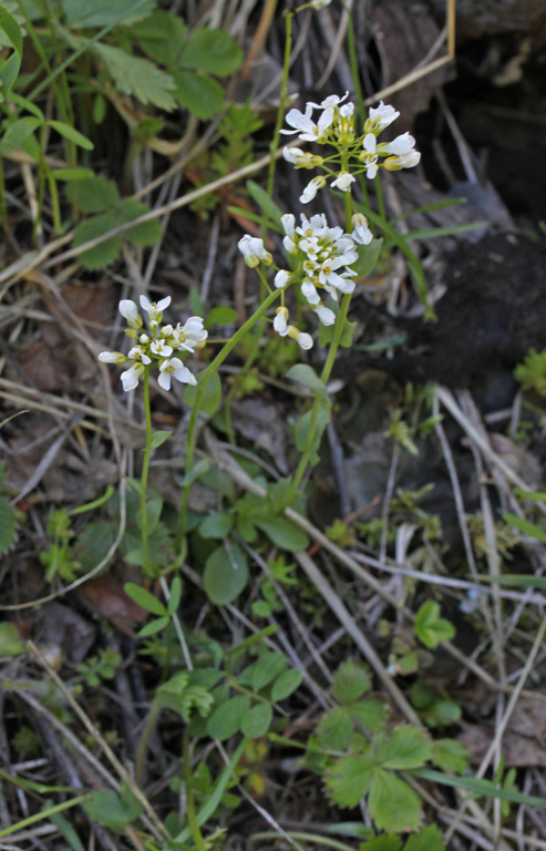 Noccaea fendleri ssp. glauca