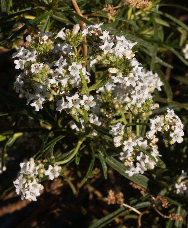 Eriodictyon angustifolium Eriodictyon angustifolium