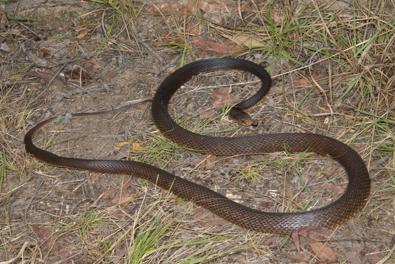 CalPhotos: Oxyuranus scutellatus; Coastal Taipan