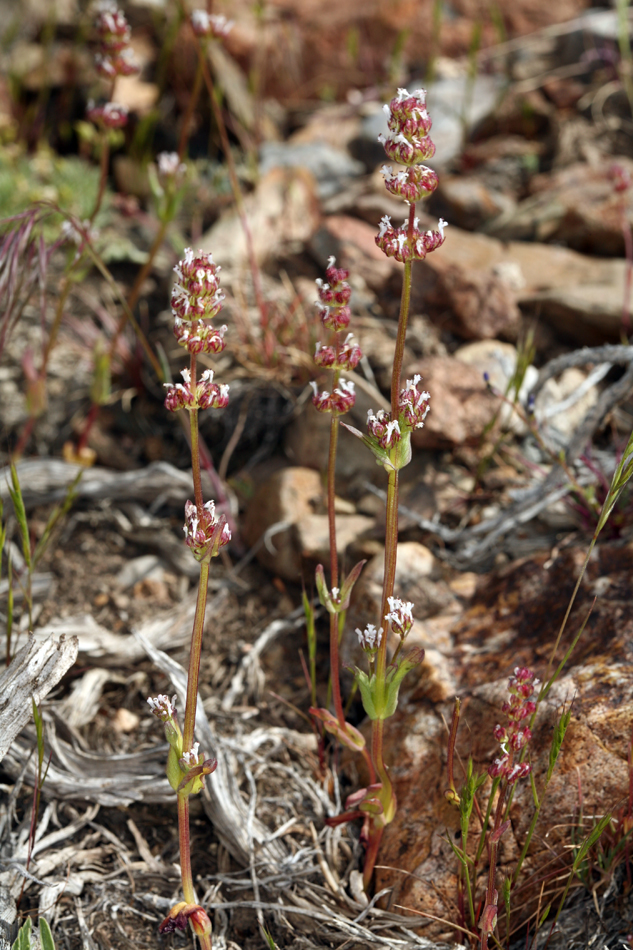 Plectritis macrocera