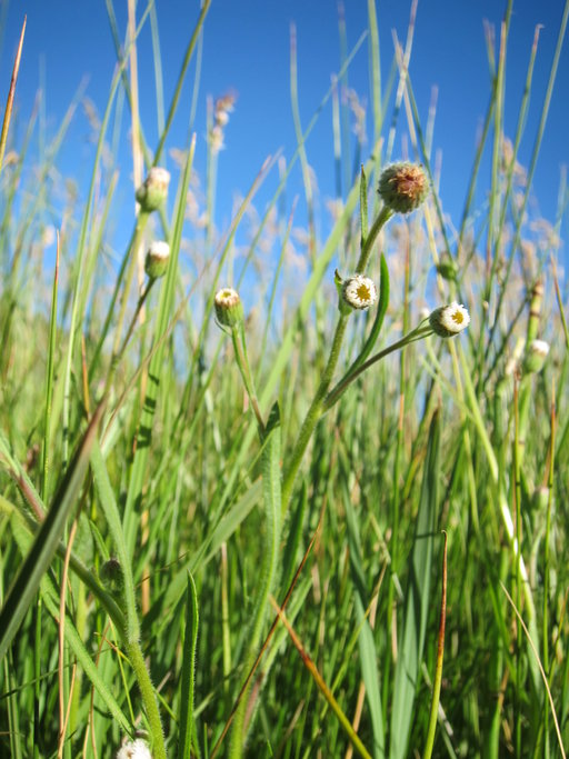 Erigeron lonchophyllus Erigeron lonchophyllus