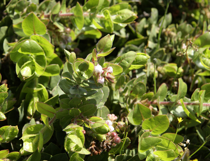 Arctostaphylos imbricata