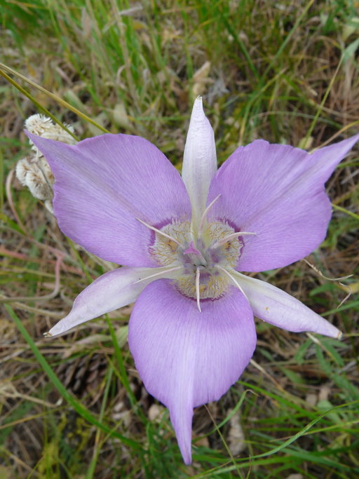 Calochortus macrocarpus Calochortus macrocarpus