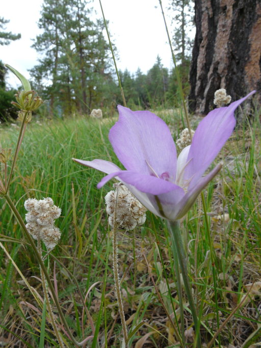 Calochortus macrocarpus Calochortus macrocarpus