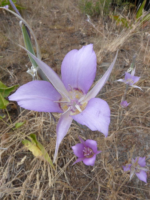 Calochortus macrocarpus Calochortus macrocarpus