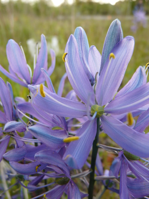 Camassia quamash Camassia quamash