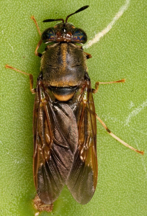 Hermetia chrysopila Hermetia chrysopila