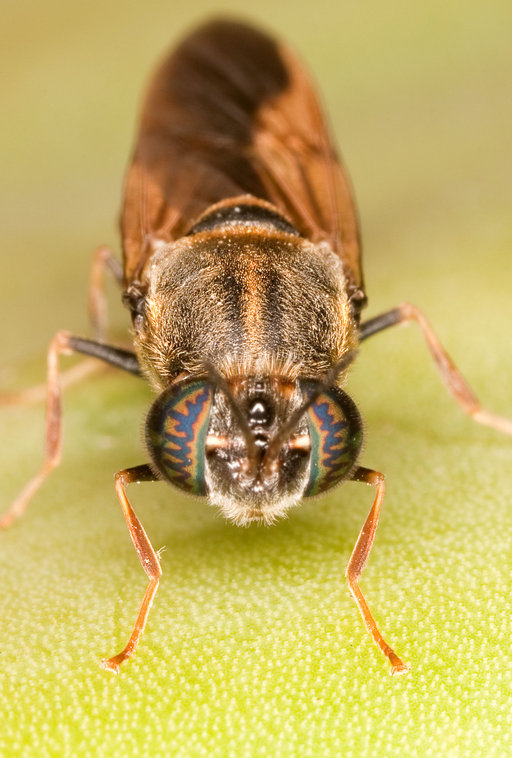 Hermetia chrysopila Hermetia chrysopila