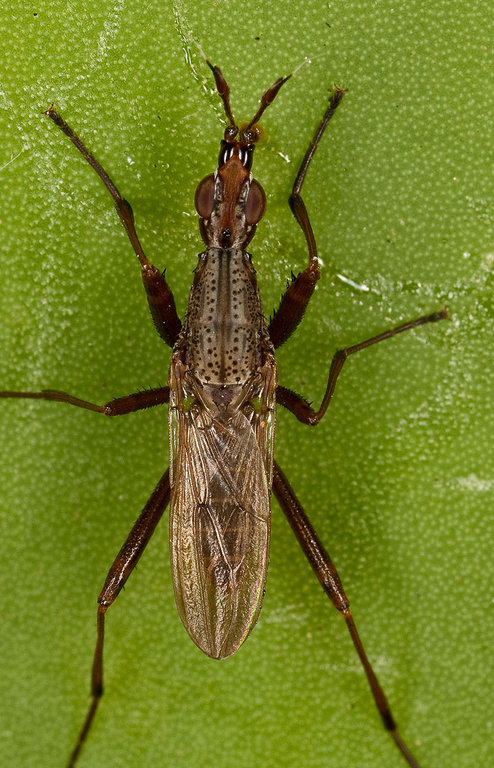Odontoloxozus longicornis Odontoloxozus longicornis