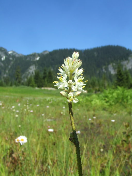 Triantha glutinosa Triantha glutinosa