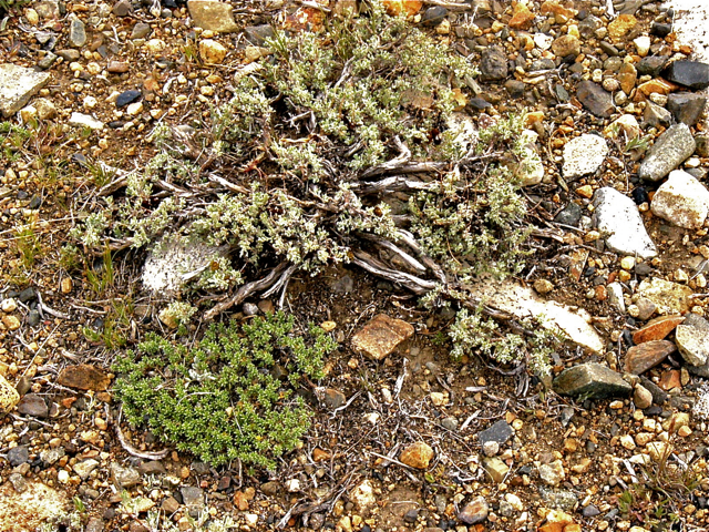 Ionactis alpina