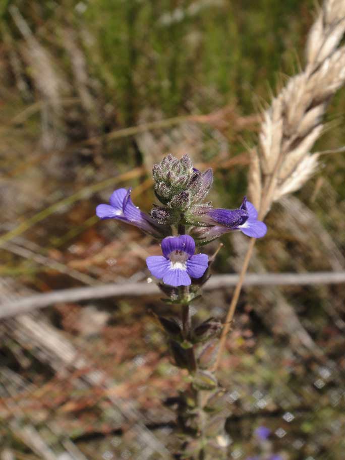 Stemodia durantifolia