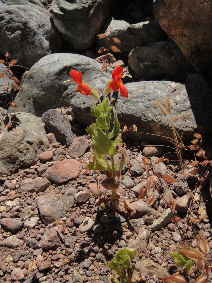 Erythranthe cardinalis Erythranthe cardinalis