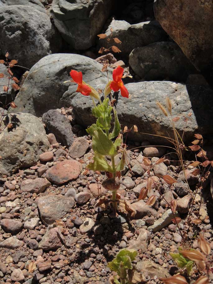 Erythranthe cardinalis