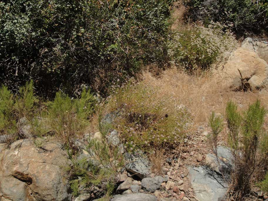 Monardella stoneana Monardella stoneana