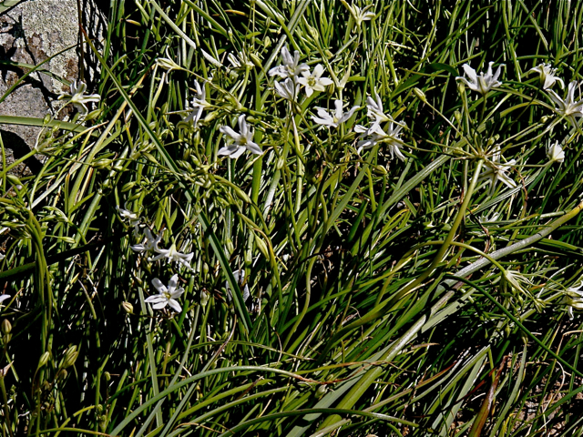 Triteleia lilacina