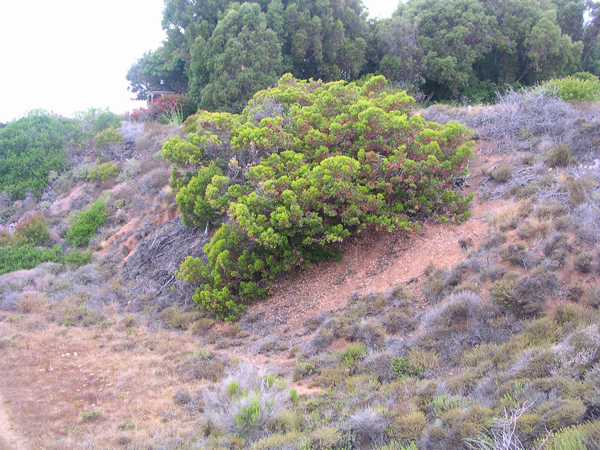 Arbutus unedo