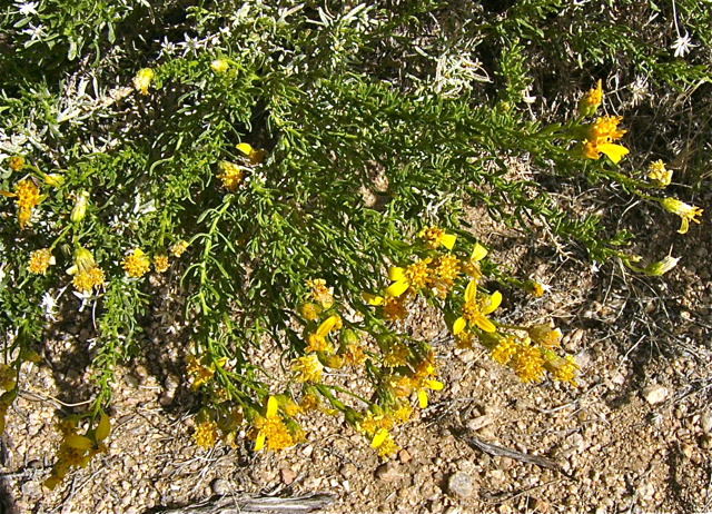 Ericameria cooperi