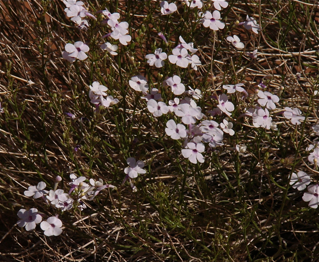 Penstemon thurberi