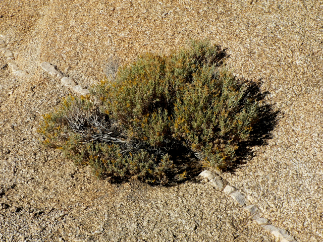 Ericameria teretifolia