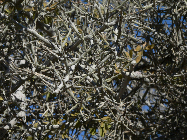 Ziziphus obtusifolia var. canescens