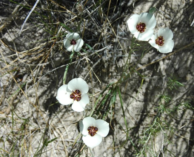 Calochortus excavatus Calochortus excavatus