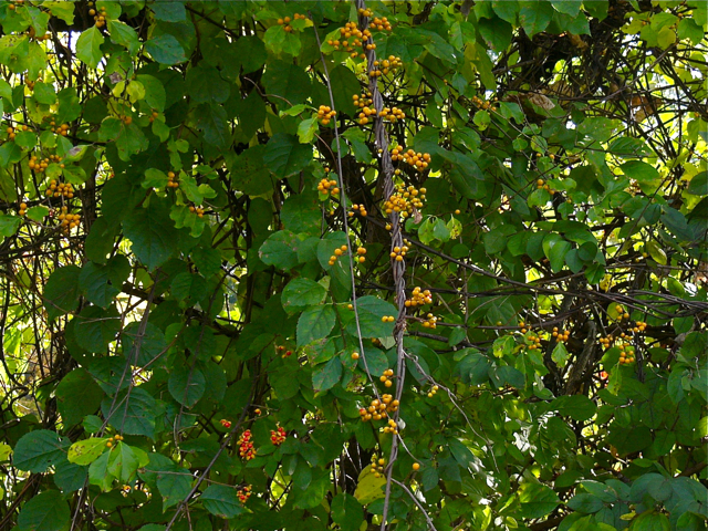 Celastrus scandens
