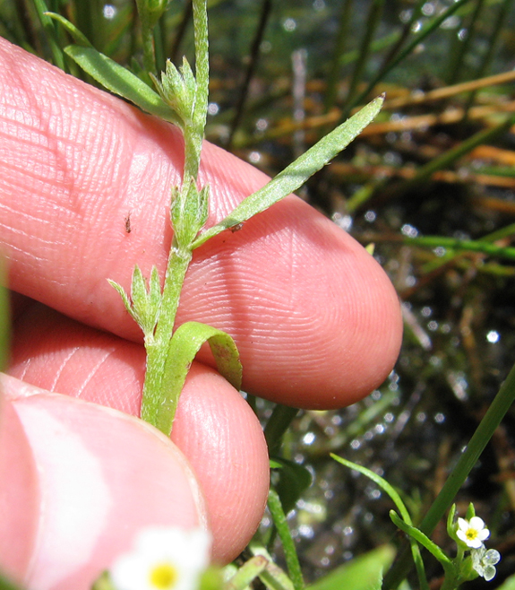 Plagiobothrys scouleri
