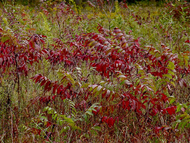 Rhus typhina