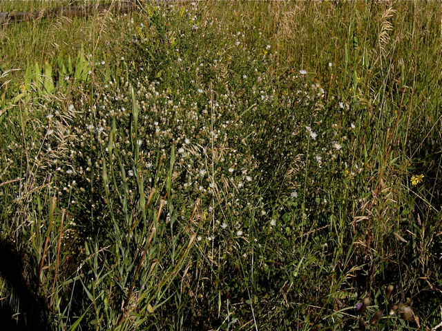 Centaurea diffusa