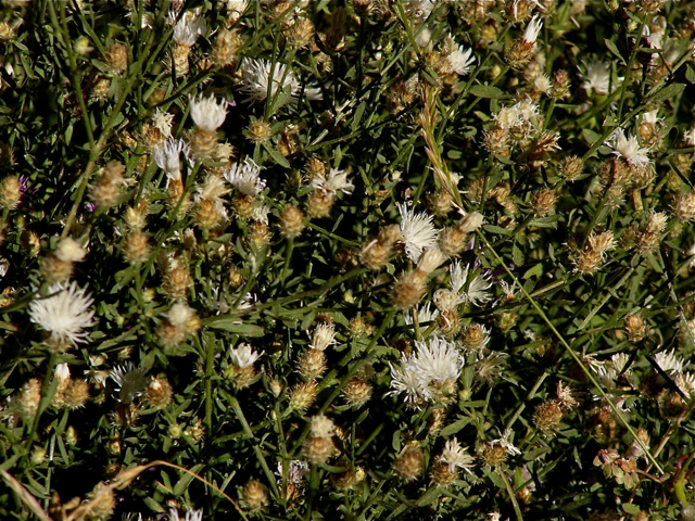 Centaurea diffusa