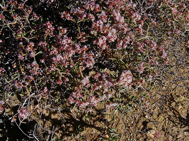 Eriogonum heermannii