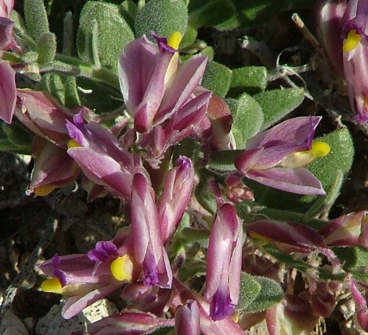 Polygala rusbyi