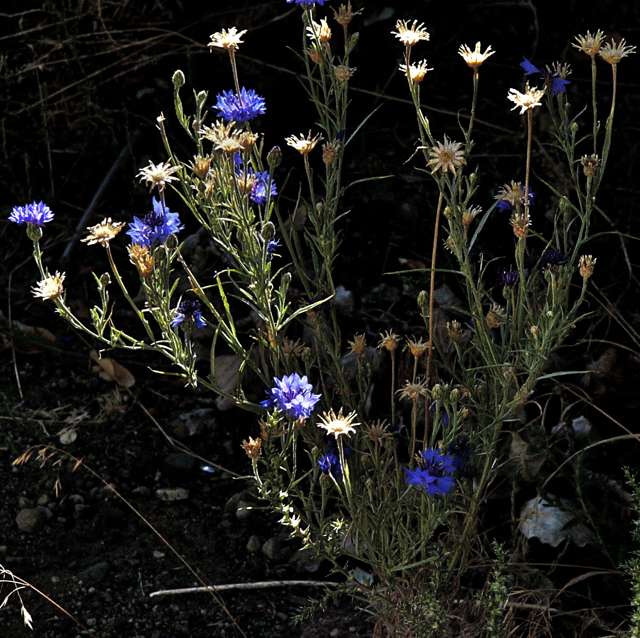 Centaurea cyanus