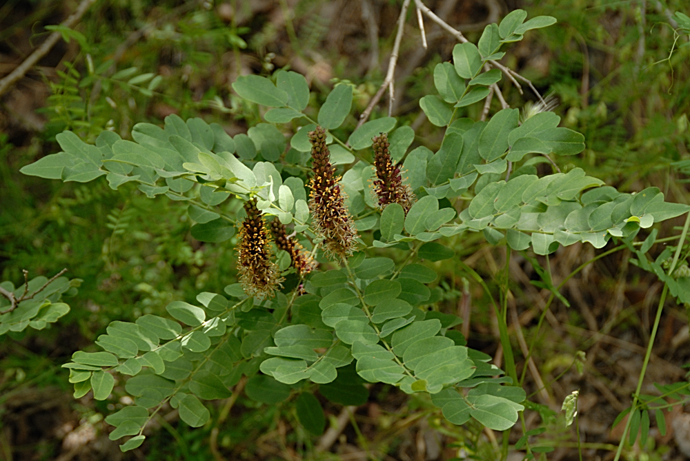 Amorpha californica var. californica