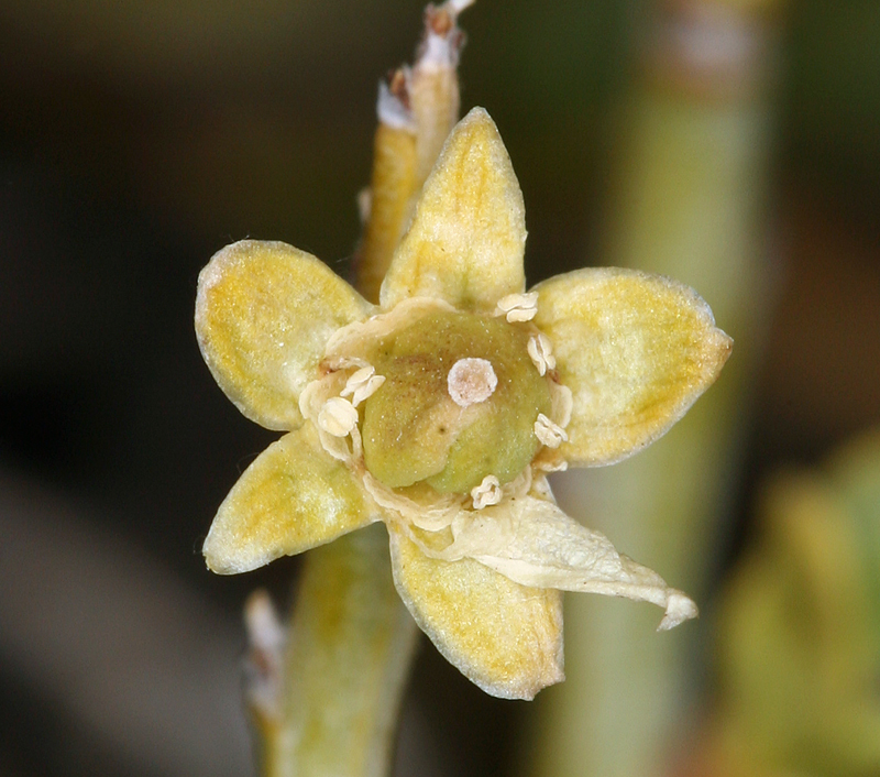 Glossopetalon spinescens Glossopetalon spinescens
