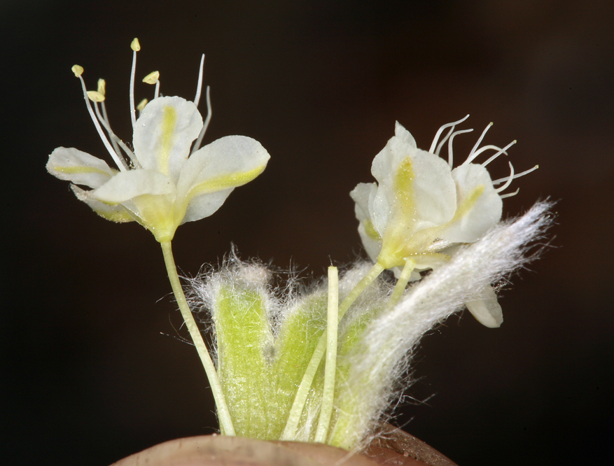 Eriogonum robustum