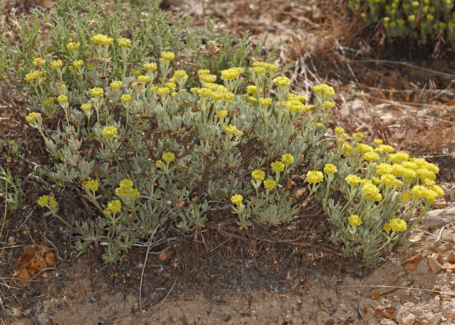 Eriogonum sphaerocephalum var. sphaerocephalum Eriogonum sphaerocephalum var. sphaerocephalum