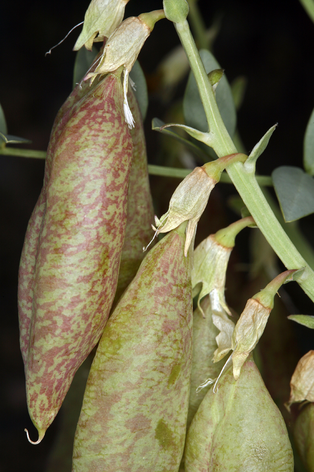 Astragalus oophorus var. lavinii