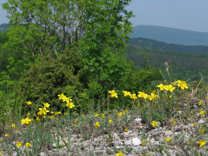 Linum dolomiticum Linum dolomiticum