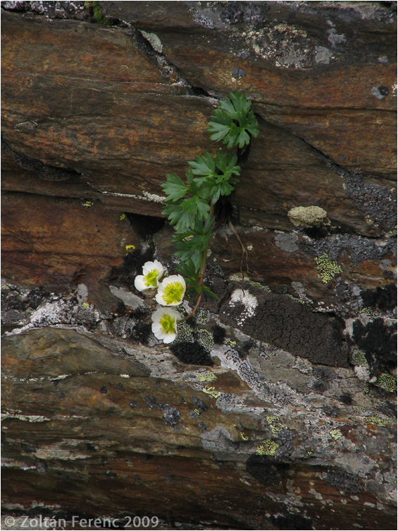 Ranunculus glacialis Ranunculus glacialis