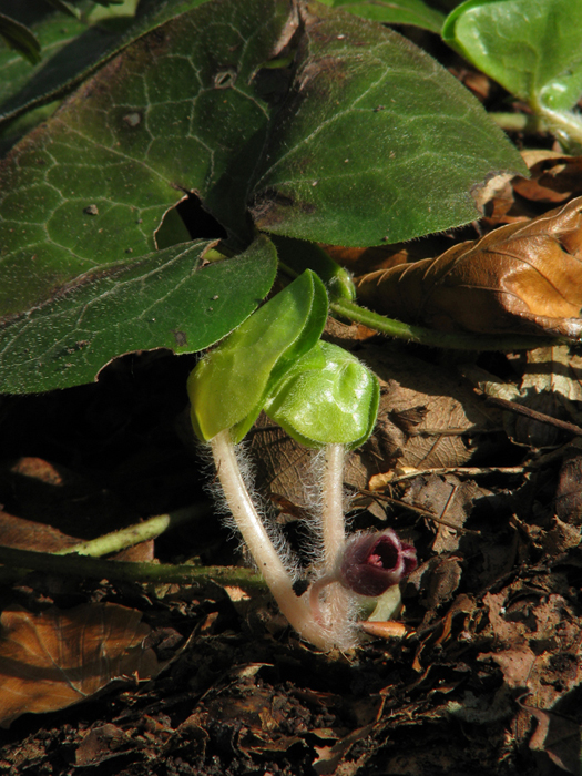 Asarum europaeum Asarum europaeum