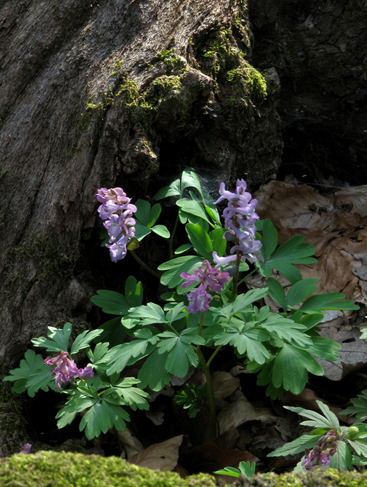Corydalis cava Corydalis cava