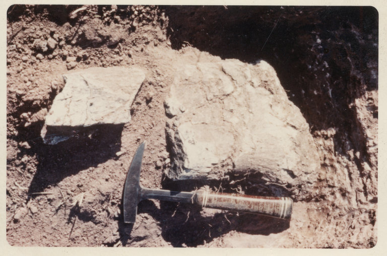 sauropod bones as found in field