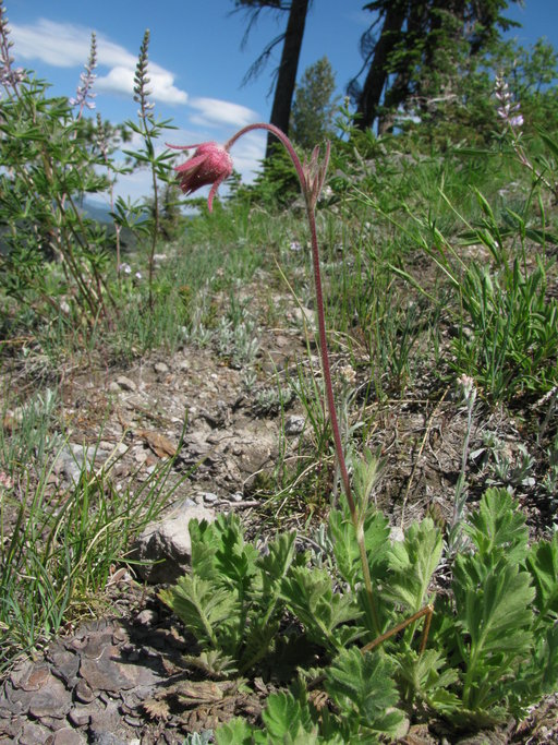 Geum triflorum